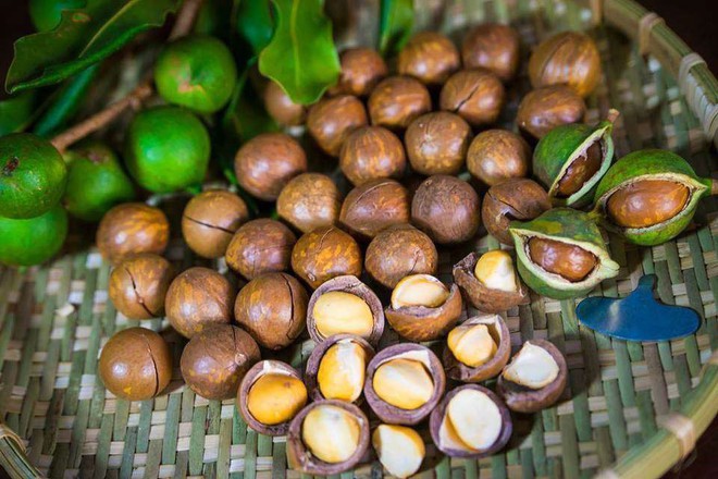 Loại hạt đắt đỏ được mệnh danh là hoàng hậu quả khô xuất hiện trong Tết mấy năm nay có gì đặc biệt? - Ảnh 6. Loại hạt đắt đỏ được mệnh danh là hoàng hậu quả khô xuất hiện trong Tết mấy năm nay có gì đặc biệt? - Ảnh 6.