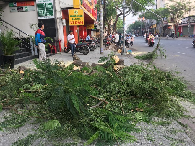 TP.HCM: Bé gái đang đi xe máy cùng gia đình bị cây xanh bật gốc đè trúng phải nhập viện cấp cứu - Ảnh 1.