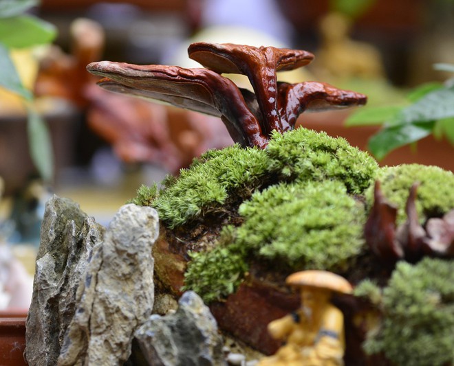 Hà Nội: Nấm linh chi thành bonsai nhỏ xinh hút khách mua về chưng Tết - Ảnh 3.