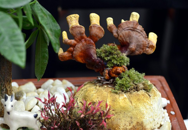 Hà Nội: Nấm linh chi thành bonsai nhỏ xinh hút khách mua về chưng Tết - Ảnh 7. Hà Nội: Nấm linh chi thành bonsai nhỏ xinh hút khách mua về chưng Tết - Ảnh 7.