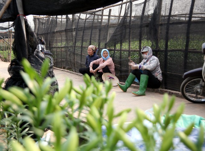 Hà Nội: Nông dân Tây Tựu lo lắng vì hoa ly nở muộn, không kịp bán Tết - Ảnh 9.