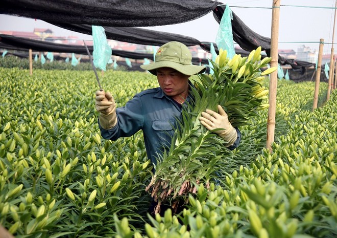 Hà Nội: Nông dân Tây Tựu lo lắng vì hoa ly nở muộn, không kịp bán Tết - Ảnh 6.