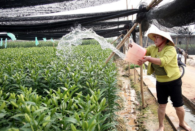 Hà Nội: Nông dân Tây Tựu lo lắng vì hoa ly nở muộn, không kịp bán Tết - Ảnh 7.