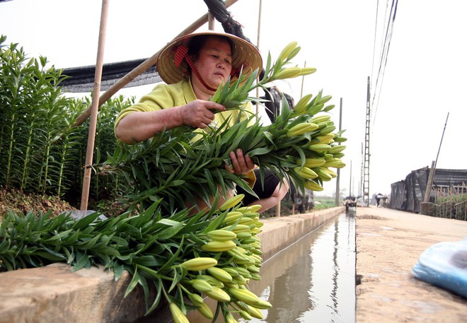 Hà Nội: Nông dân Tây Tựu lo lắng vì hoa ly nở muộn, không kịp bán Tết - Ảnh 8.