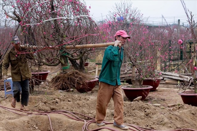 Nông dân đi đánh gốc đào thuê: Mỗi ngày kiếm tiền triệu - Ảnh 1.