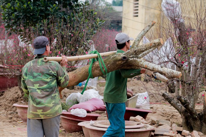 Nông dân đi đánh gốc đào thuê: Mỗi ngày kiếm tiền triệu - Ảnh 9.