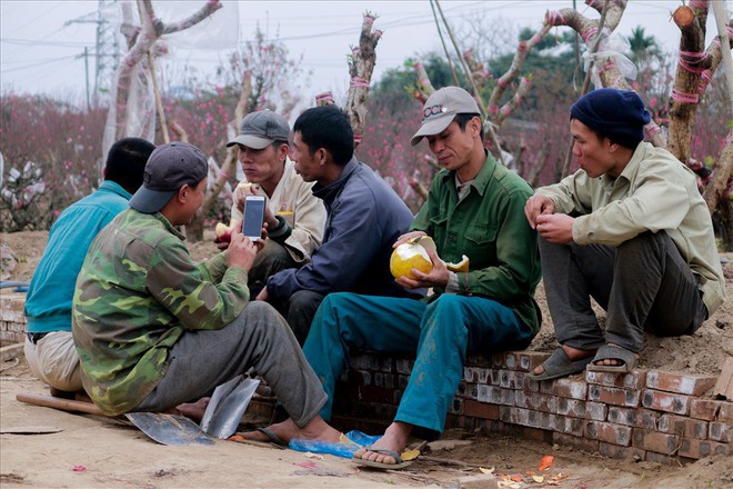 Nông dân đi đánh gốc đào thuê: Mỗi ngày kiếm tiền triệu - Ảnh 10.