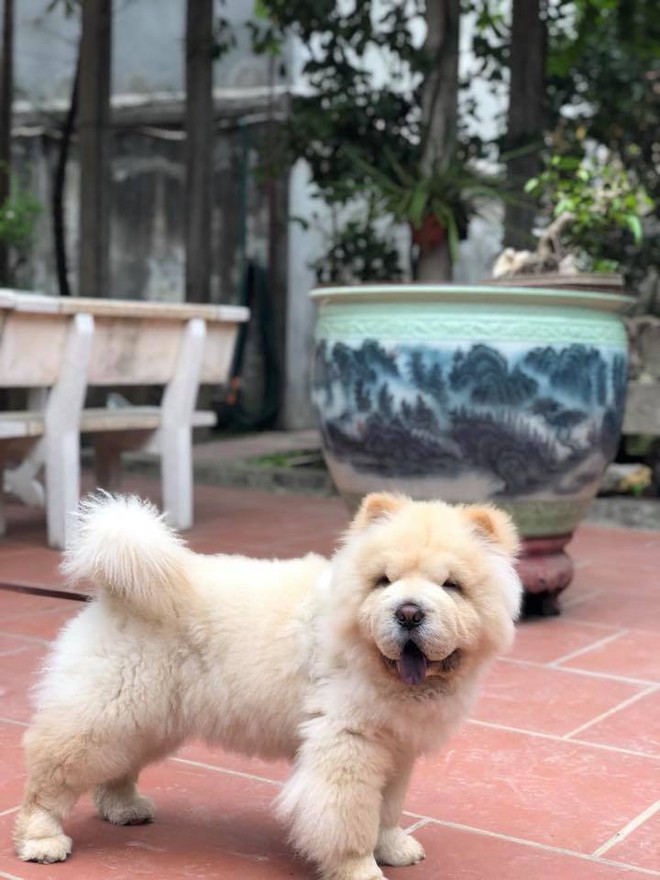 Clip: Phẫn nộ cảnh trộm chó táo tợn, kéo lê người phụ nữ ngã lăn ra đường ngay giữa phố Hà Nội - Ảnh 4. Clip: Phẫn nộ cảnh trộm chó táo tợn, kéo lê người phụ nữ ngã lăn ra đường ngay giữa phố Hà Nội - Ảnh 4.