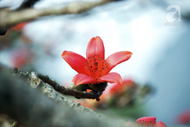 Tháng 3 về, hoa gạo thắp sáng núi rừng chùa Hương - Ảnh 9.