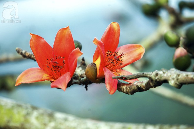 Tháng 3 về, hoa gạo thắp sáng núi rừng chùa Hương - Ảnh 10.