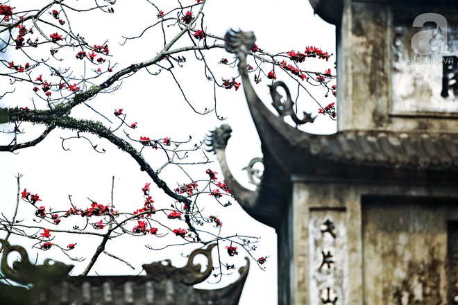 Tháng 3 về, hoa gạo thắp sáng núi rừng chùa Hương - Ảnh 13.