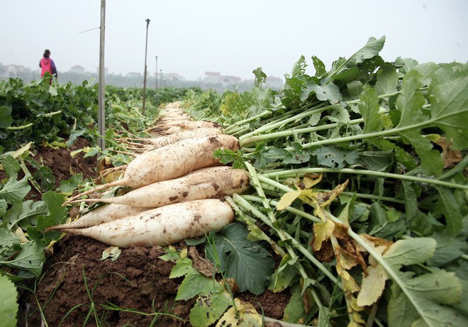 Hàng trăm người dân Hà Nội háo hức giải cứu củ cải trắng cho nông dân Tráng Việt - Ảnh 2.