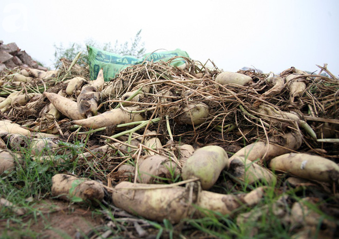 Hà Nội: Nông dân ngậm ngùi vứt bỏ hàng trăm tấn củ cải trắng vì không bán được - Ảnh 2.