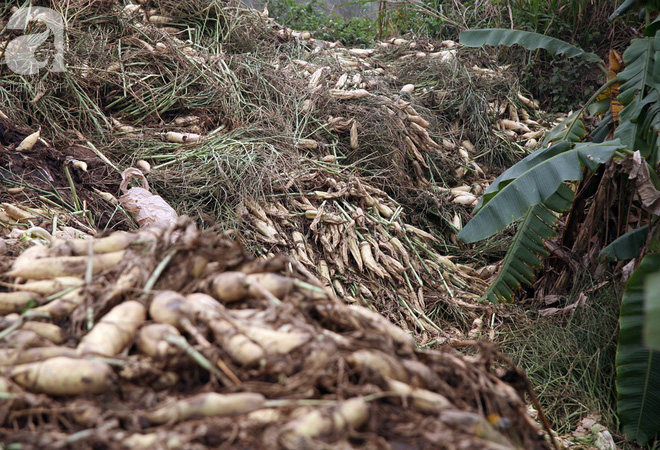 Hà Nội: Nông dân ngậm ngùi vứt bỏ hàng trăm tấn củ cải trắng vì không bán được - Ảnh 5.