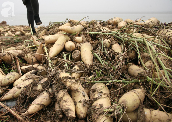 Hà Nội: Nông dân ngậm ngùi vứt bỏ hàng trăm tấn củ cải trắng vì không bán được - Ảnh 8.