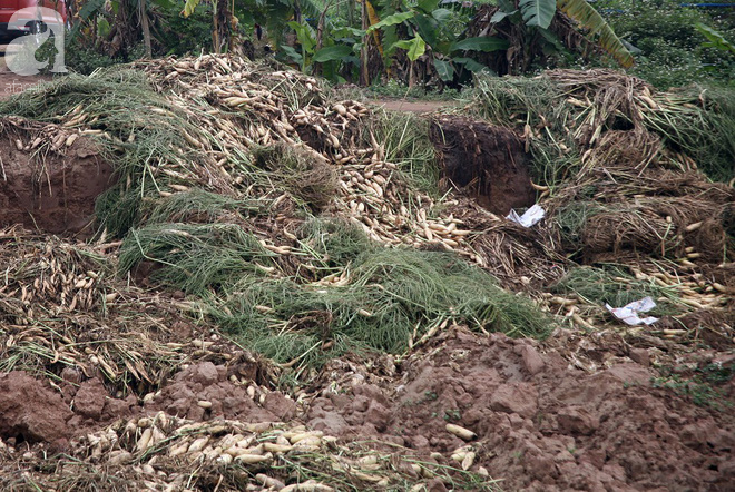 Hà Nội: Nông dân ngậm ngùi vứt bỏ hàng trăm tấn củ cải trắng vì không bán được - Ảnh 9.