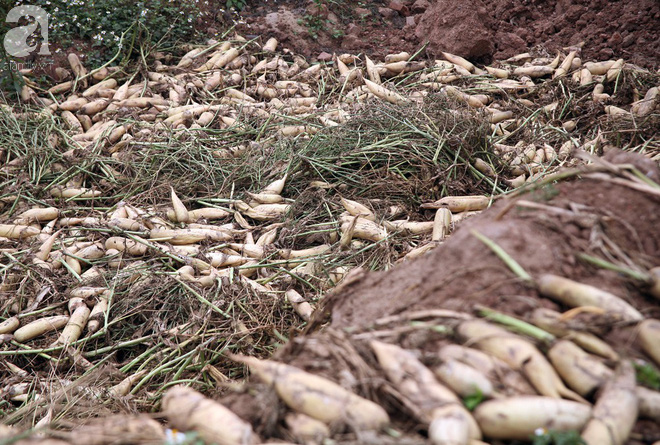 Hà Nội: Nông dân ngậm ngùi vứt bỏ hàng trăm tấn củ cải trắng vì không bán được - Ảnh 10.