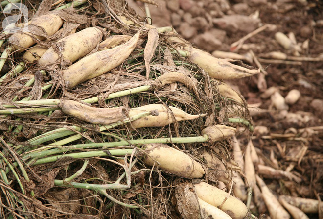 Hà Nội: Nông dân ngậm ngùi vứt bỏ hàng trăm tấn củ cải trắng vì không bán được - Ảnh 12.