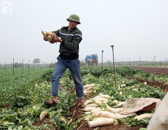 Hà Nội: Nông dân ngậm ngùi vứt bỏ hàng trăm tấn củ cải trắng vì không bán được - Ảnh 14.