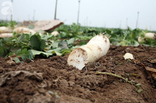 Hà Nội: Nông dân ngậm ngùi vứt bỏ hàng trăm tấn củ cải trắng vì không bán được - Ảnh 15.