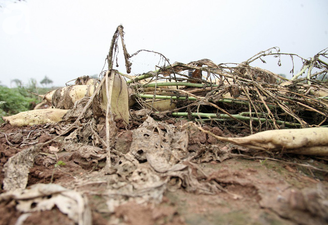 Hà Nội: Nông dân ngậm ngùi vứt bỏ hàng trăm tấn củ cải trắng vì không bán được - Ảnh 17.