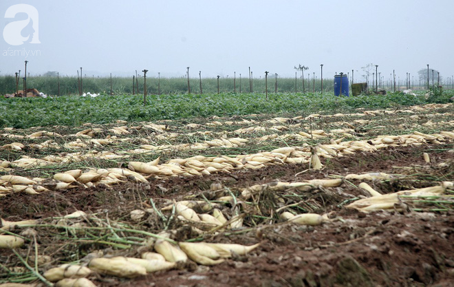 Hà Nội: Nông dân ngậm ngùi vứt bỏ hàng trăm tấn củ cải trắng vì không bán được - Ảnh 18.