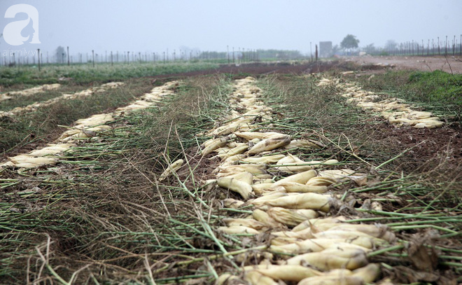 Hà Nội: Nông dân ngậm ngùi vứt bỏ hàng trăm tấn củ cải trắng vì không bán được - Ảnh 19.