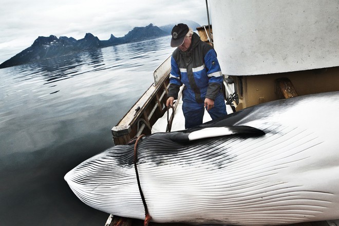 Quốc gia gây tranh cãi nhất 2018: ra quyết định tiếp tục giết và tiêu thụ hàng ngàn con cá voi - Ảnh 2.