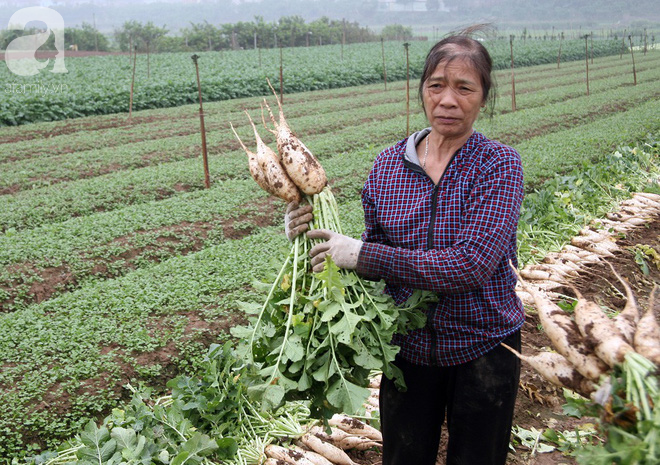 Vụ dân ngậm ngùi đổ hàng trăm tấn củ cải: Chính quyền địa phương bất lực trước sự việc - Ảnh 4.