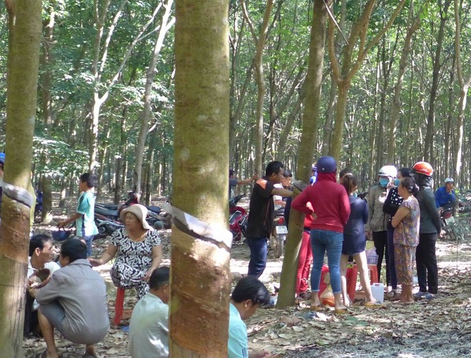 Bé gái 4 tuổi bị sát hại ở Bình Phước: nghi bị hiếp dâm rồi bỏ xác dưới giếng hoang trong rừng cao su - Ảnh 1.
