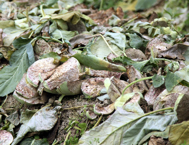 Hết củ cải Mê Linh, nông dân Hải Dương rớt nước mắt vứt hàng tấn su hào ven đường - Ảnh 11.