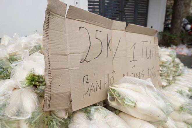 Hàng trăm người dân Hà Nội háo hức giải cứu củ cải trắng cho nông dân Tráng Việt - Ảnh 3.