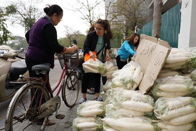 Hàng trăm người dân Hà Nội háo hức giải cứu củ cải trắng cho nông dân Tráng Việt - Ảnh 15.