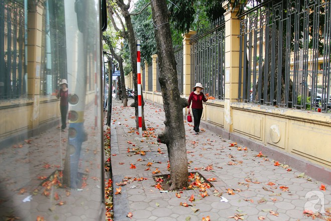 Hà Nội những ngày tháng ba, những nhành hoa gạo rực đỏ cả góc trời - Ảnh 13.