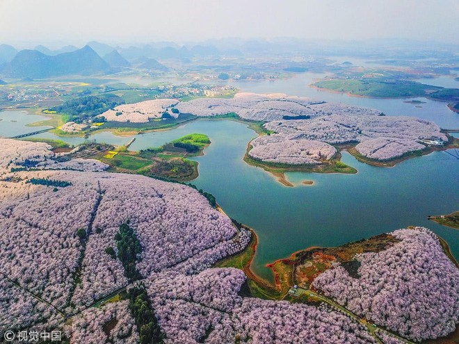 Không chỉ Nhật Bản, cứ đến mùa xuân là quốc gia này cũng ngập tràn sắc hoa anh đào khắp mọi miền - Ảnh 2.