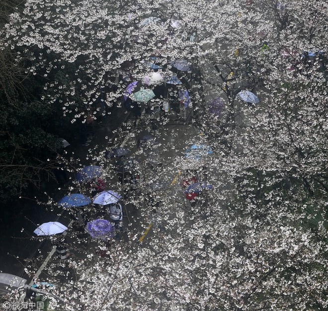Không chỉ Nhật Bản, cứ đến mùa xuân là quốc gia này cũng ngập tràn sắc hoa anh đào khắp mọi miền - Ảnh 11.