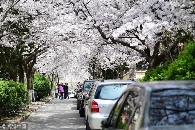 Không chỉ Nhật Bản, cứ đến mùa xuân là quốc gia này cũng ngập tràn sắc hoa anh đào khắp mọi miền - Ảnh 6.