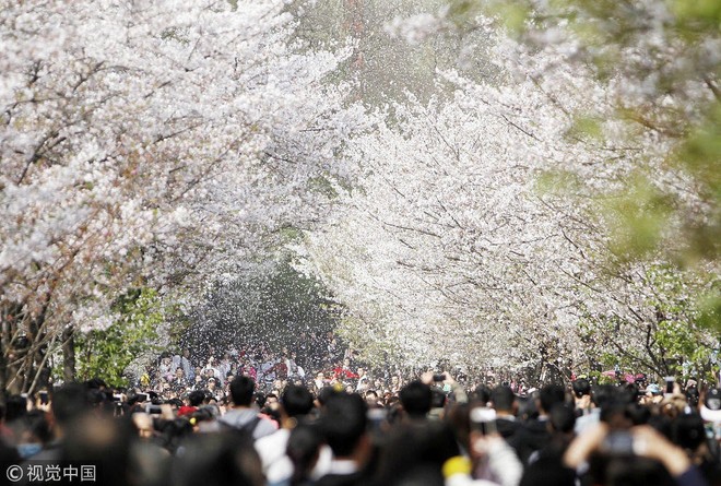Không chỉ Nhật Bản, cứ đến mùa xuân là quốc gia này cũng ngập tràn sắc hoa anh đào khắp mọi miền - Ảnh 9.