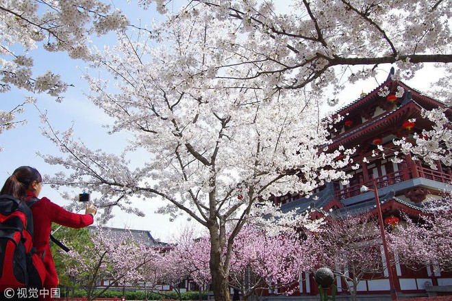 Không chỉ Nhật Bản, cứ đến mùa xuân là quốc gia này cũng ngập tràn sắc hoa anh đào khắp mọi miền - Ảnh 10.