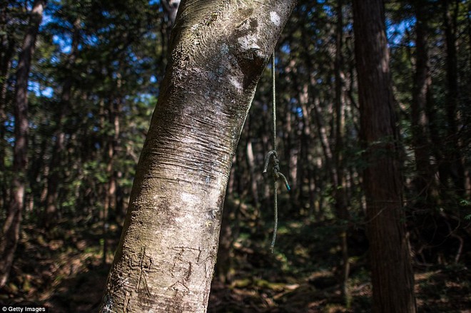 Những bức hình ám ảnh trong khu rừng tự sát: Tỷ lệ tự tử đã giảm ở Nhật nhưng ký ức đau thương vẫn đầy nơi này - Ảnh 15.