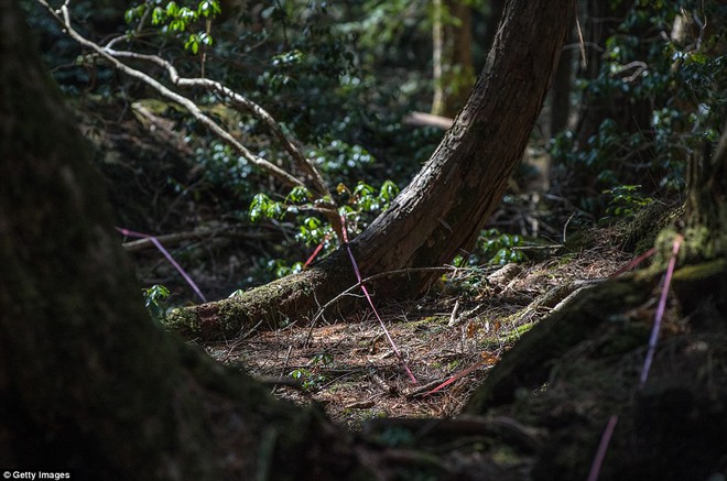 Những bức hình ám ảnh trong khu rừng tự sát: Tỷ lệ tự tử đã giảm ở Nhật nhưng ký ức đau thương vẫn đầy nơi này - Ảnh 3.