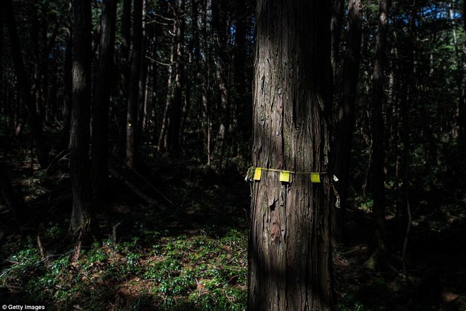 Những bức hình ám ảnh trong khu rừng tự sát: Tỷ lệ tự tử đã giảm ở Nhật nhưng ký ức đau thương vẫn đầy nơi này - Ảnh 5.
