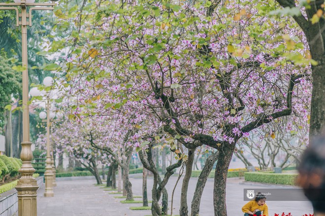 Cứ thấy 4 loài hoa này xuất hiện thì biết ngay tháng 3 đã về rồi - Ảnh 8.