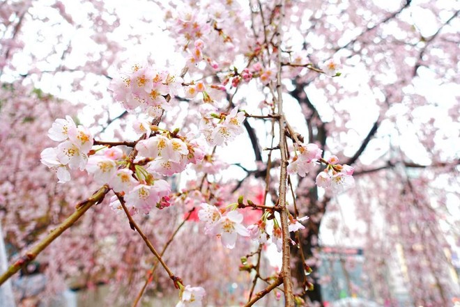 Ngẩn ngơ trước vẻ đẹp của hoa anh đào Nhật Bản trong mùa Hanami - Ảnh 10.