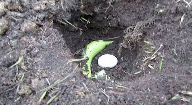 Đặt cả quả trứng xuống đất cùng với một quả chuối chính là bí mật làm vườn siêu tuyệt vời - Ảnh 2.