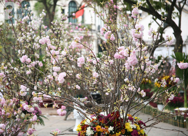 Hà Nội: Nhầm lịch tổ chức lễ hội hoa anh đào, hàng trăm chị em ngậm ngùi check in quanh hàng rào - Ảnh 4.