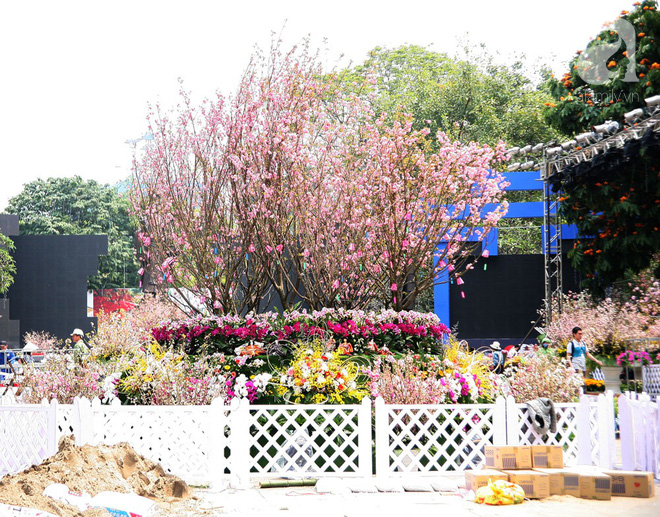 Hà Nội: Nhầm lịch tổ chức lễ hội hoa anh đào, hàng trăm chị em ngậm ngùi check in quanh hàng rào - Ảnh 1.