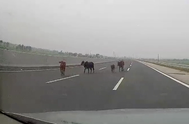 Clip: Nguyên một gia đình nhà bò bỗng dưng xuất hiện trong làn 100km/h trên cao tốc Hà Nội - Hải Phòng - Ảnh 2.