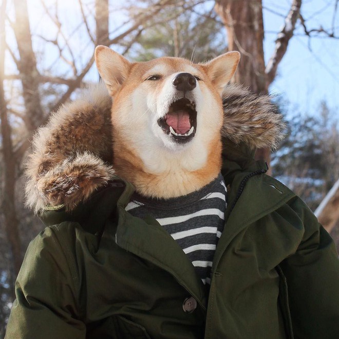 Chú chó Shiba là gương mặt đại diện cho nhiều hãng thời trang lớn, kiếm hơn 300 triệu mỗi tháng - Ảnh 14.