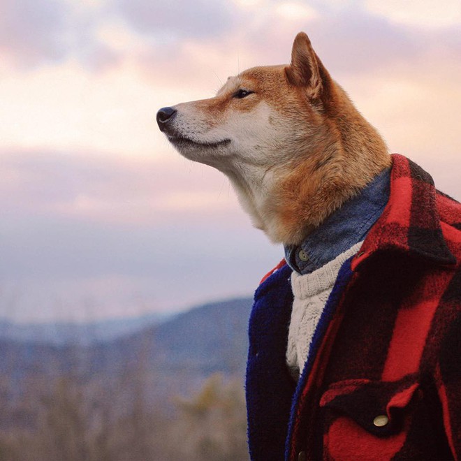 Chú chó Shiba là gương mặt đại diện cho nhiều hãng thời trang lớn, kiếm hơn 300 triệu mỗi tháng - Ảnh 15.